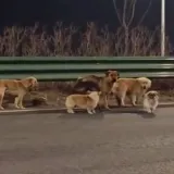 Nije Lesi nego Dapang, ali vratio se kući i poveo drugih &scaron;est ukradenih pasa