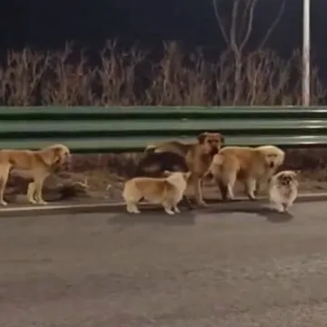 Nije Lesi nego Dapang, ali vratio se kući i poveo drugih &scaron;est ukradenih pasa