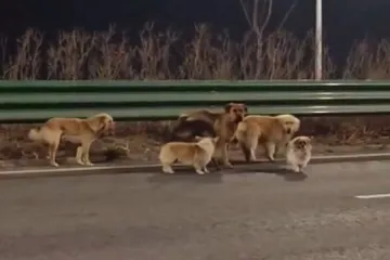 Nije Lesi nego Dapang, ali vratio se kući i poveo drugih &scaron;est ukradenih pasa