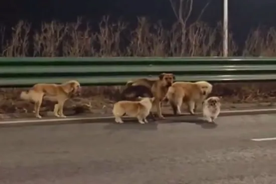 Nije Lesi nego Dapang, ali vratio se kući i poveo drugih &scaron;est ukradenih pasa