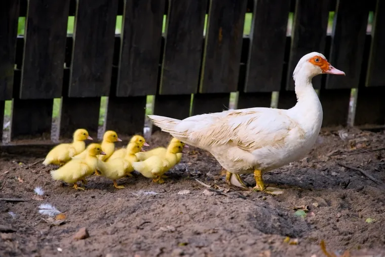 Ove patke tamane puževe: Spas su za vrt, no ne podnose samoću, a ova vrsta ne kvače