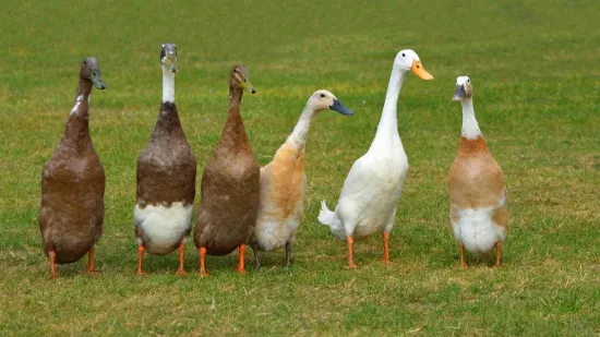 Ove patke tamane puževe: Spas su za vrt, no ne podnose samoću, a ova vrsta ne kvače