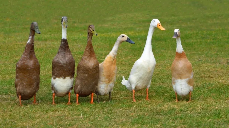 Ove patke tamane puževe: Spas su za vrt, no ne podnose samoću, a ova vrsta ne kvače
