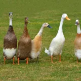 Ove patke tamane puževe: Spas su za vrt, no ne podnose samoću, a ova vrsta ne kvače