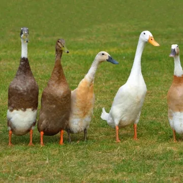 Ove patke tamane puževe: Spas su za vrt, no ne podnose samoću, a ova vrsta ne kvače