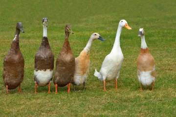 Ove patke tamane puževe: Spas su za vrt, no ne podnose samoću, a ova vrsta ne kvače