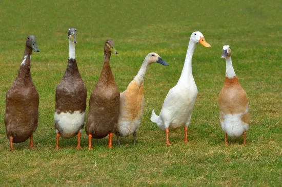 Ove patke tamane puževe: Spas su za vrt, no ne podnose samoću, a ova vrsta ne kvače