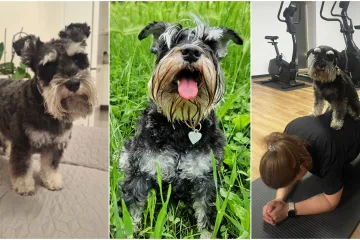 Mudri najbolji prijatelj: Va&scaron;i patuljasti &scaron;nauceri malo koga neće razveseliti