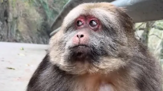 Majmunčić Xingxing veliki je ljubimac dru&scaron;tvenih mreža