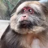 Majmunčić Xingxing veliki je ljubimac dru&scaron;tvenih mreža