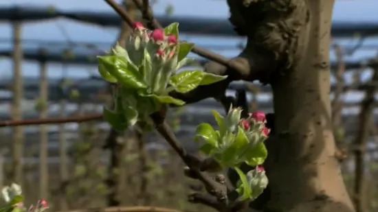 &Scaron;to će zahladnjenje donijeti voćarima? 'Strahuje cijela Slavonija i Moslavina...'