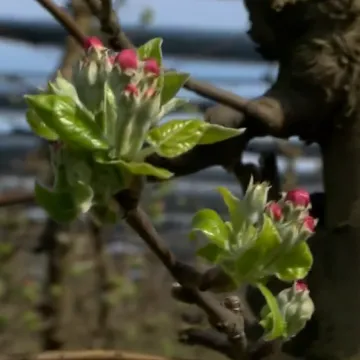 &Scaron;to će zahladnjenje donijeti voćarima? 'Strahuje cijela Slavonija i Moslavina...'