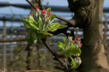 &Scaron;to će zahladnjenje donijeti voćarima? 'Strahuje cijela Slavonija i Moslavina...'