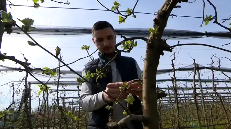 Zima je bila 'na ruku' svim voćarima, &scaron;to im donosi proljeće? '&Scaron;teta se ne vidi odmah'