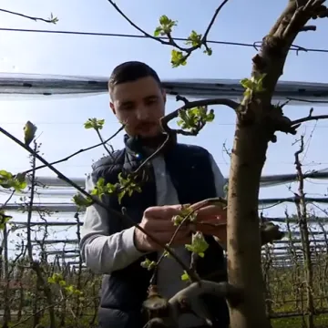 Zima je bila 'na ruku' svim voćarima, &scaron;to im donosi proljeće? '&Scaron;teta se ne vidi odmah'