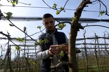 Zima je bila 'na ruku' svim voćarima, &scaron;to im donosi proljeće? '&Scaron;teta se ne vidi odmah'