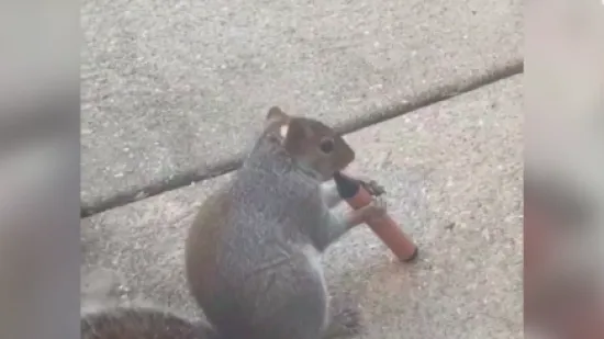 Jako su &scaron;tetni, privlače djecu i tinejdžere, a sada su se na njih navukle i vjeverice: Mooolim!?