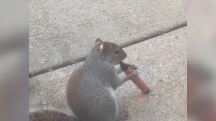 Jako su &scaron;tetni, privlače djecu i tinejdžere, a sada su se na njih navukle i vjeverice: Mooolim!?