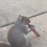 Jako su &scaron;tetni, privlače djecu i tinejdžere, a sada su se na njih navukle i vjeverice: Mooolim!?