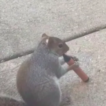 Jako su &scaron;tetni, privlače djecu i tinejdžere, a sada su se na njih navukle i vjeverice: Mooolim!?