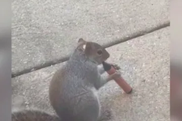 Jako su &scaron;tetni, privlače djecu i tinejdžere, a sada su se na njih navukle i vjeverice: Mooolim!?