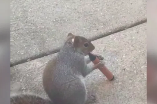 Jako su &scaron;tetni, privlače djecu i tinejdžere, a sada su se na njih navukle i vjeverice: Mooolim!?