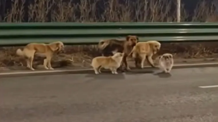 Oteti psi pobjegli kriminalcima te se sretno vratili kućama: Prehodali su 17 kilometara!