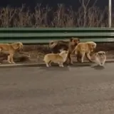 Oteti psi pobjegli kriminalcima te se sretno vratili kućama: Prehodali su 17 kilometara!