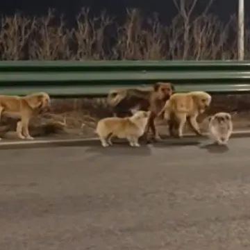 Oteti psi pobjegli kriminalcima te se sretno vratili kućama: Prehodali su 17 kilometara!