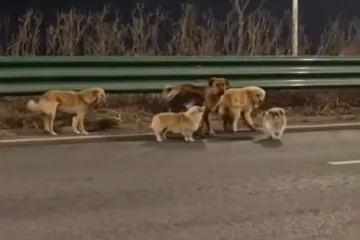 Oteti psi pobjegli kriminalcima te se sretno vratili kućama: Prehodali su 17 kilometara!