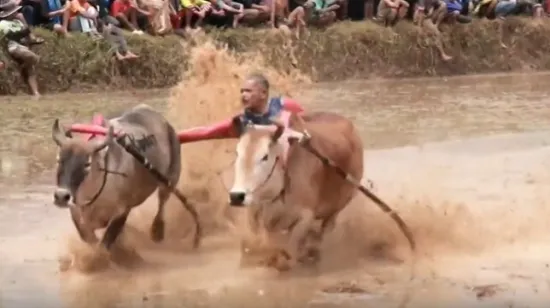 Nevjerojatni prizori s drugog kraja svijeta: Ovakvu utrku sigurno jo&scaron; niste vidjeli