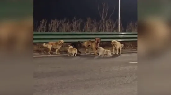 Je li moguće da je sve bila laž? Viralni psi ipak nisu bježali: Evo gdje su se zaputili