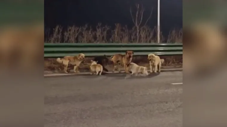 Je li moguće da je sve bila laž? Viralni psi ipak nisu bježali: Evo gdje su se zaputili