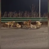 Je li moguće da je sve bila laž? Viralni psi ipak nisu bježali: Evo gdje su se zaputili