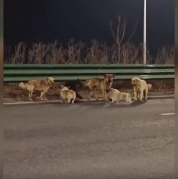 Je li moguće da je sve bila laž? Viralni psi ipak nisu bježali: Evo gdje su se zaputili