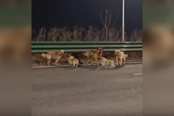 Je li moguće da je sve bila laž? Viralni psi ipak nisu bježali: Evo gdje su se zaputili