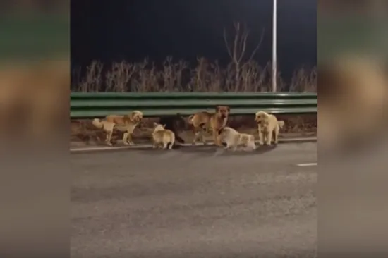 Je li moguće da je sve bila laž? Viralni psi ipak nisu bježali: Evo gdje su se zaputili