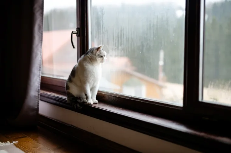 Oni se boje: Za&scaron;titite kućne ljubimce za vrijeme orkanskih udara vjetra