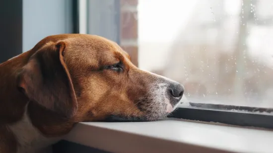 Oni se boje: Za&scaron;titite kućne ljubimce za vrijeme orkanskih udara vjetra