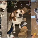 Ostavili pse na pet minuta, a oni uni&scaron;tili sve pred sobom: Njihove 'nevine' face su čisti urnebes