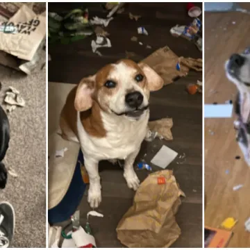 Ostavili pse na pet minuta, a oni uni&scaron;tili sve pred sobom: Njihove 'nevine' face su čisti urnebes