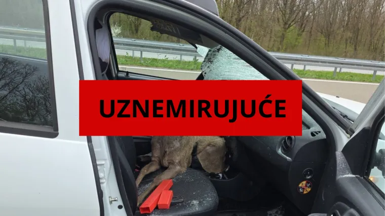 Srna mu razbila '&scaron;ajbu' i uletjela u auto! 'Stakla je bilo i po djetetu, ruke su mi isječene'