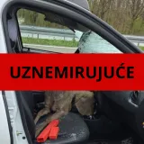 Srna mu razbila '&scaron;ajbu' i uletjela u auto! 'Stakla je bilo i po djetetu, ruke su mi isječene'