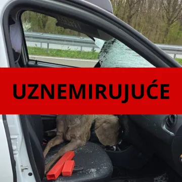 Srna mu razbila '&scaron;ajbu' i uletjela u auto! 'Stakla je bilo i po djetetu, ruke su mi isječene'