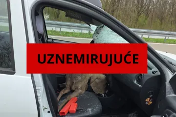 Srna mu razbila '&scaron;ajbu' i uletjela u auto! 'Stakla je bilo i po djetetu, ruke su mi isječene'