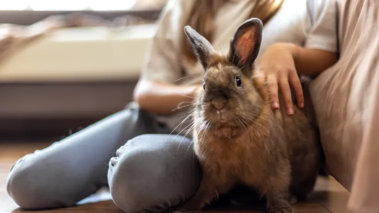 Vi&scaron;e od mekane nju&scaron;ke i dugih u&scaron;iju: Ovoj slatkoj dlakavoj loptici mrkva uopće nije omiljena hrana