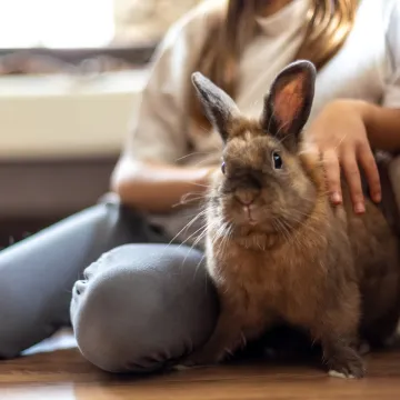 Vi&scaron;e od mekane nju&scaron;ke i dugih u&scaron;iju: Ovoj slatkoj dlakavoj loptici mrkva uopće nije omiljena hrana