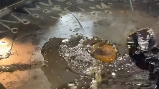 Malo ulične hrane za sve sklone avanturi