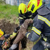 Pas upao u &scaron;aht dubok čak osam metara: Vatrogasci objavili fotografije spa&scaron;avanja
