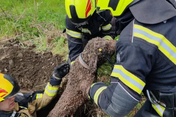 Pas upao u &scaron;aht dubok čak osam metara: Vatrogasci objavili fotografije spa&scaron;avanja